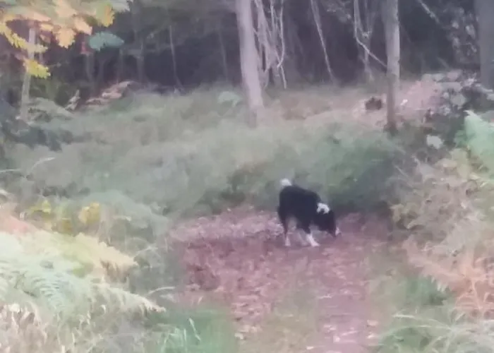 李子树之家住宿加早餐旅馆 住宿加早餐酒店 Brigsteer