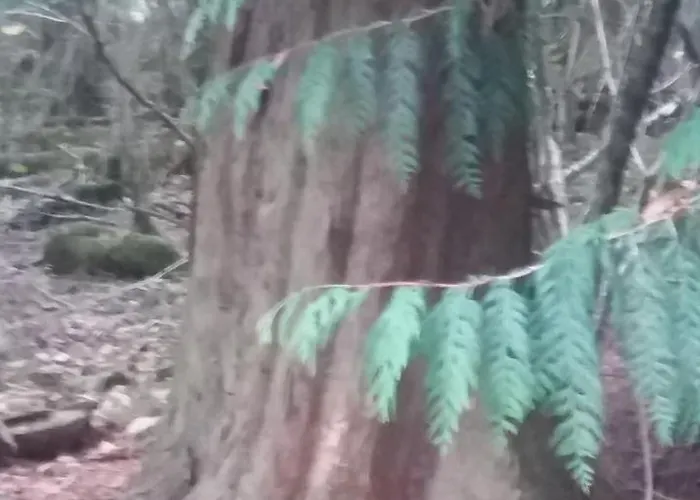 李子树之家住宿加早餐旅馆 Brigsteer